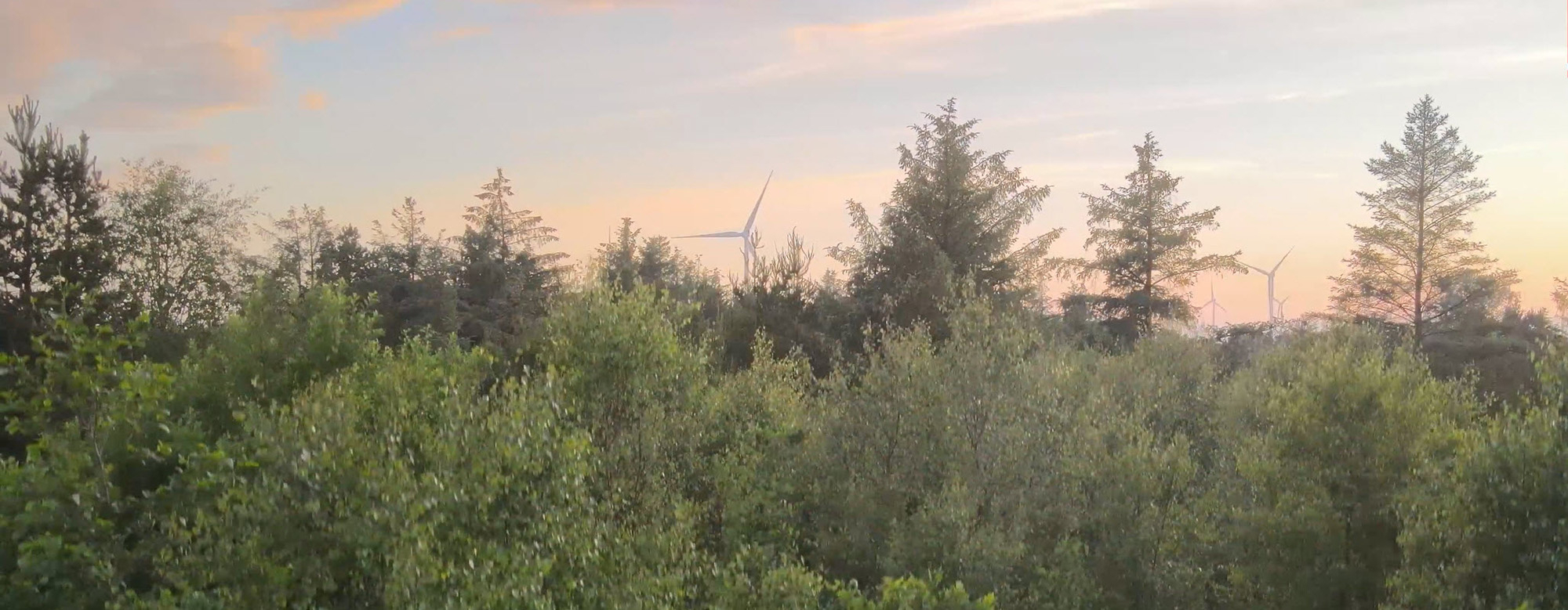 PEFC vs FSC: Understanding Certifications and DOLLE’s Commitment to Sustainability